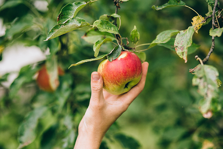 Apple being picked from tree