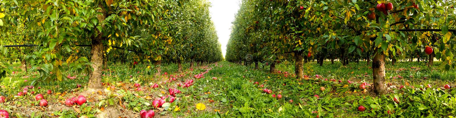 Row of apple trees in orchard